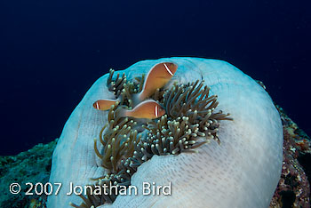 Pink Anemonefish [Amphiprion perideraion]