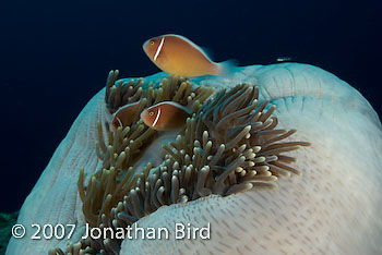 Pink Anemonefish [Amphiprion perideraion]