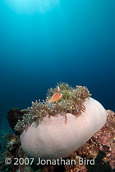 Pink Anemonefish [Amphiprion perideraion]