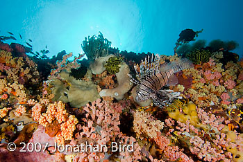 Volitans Lionfish [Pterois volitans]