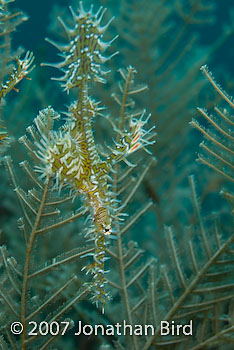 Ornate Ghost pipefish [Solenostomus paradoxus]