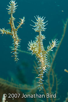 Ornate Ghost pipefish [Solenostomus paradoxus]