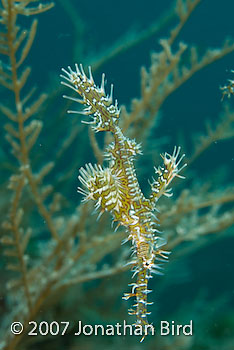 Ornate Ghost pipefish [Solenostomus paradoxus]