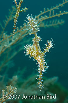 Ornate Ghost pipefish [Solenostomus paradoxus]