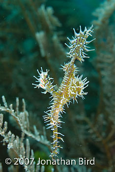 Ornate Ghost pipefish [Solenostomus paradoxus]