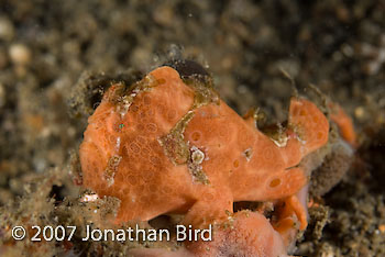 Painted Frogfish [Antennarius pictus]