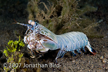  Mantis shrimp [Odontodactylus sp.]