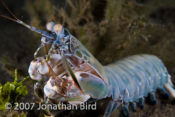  Mantis shrimp [Odontodactylus sp.]