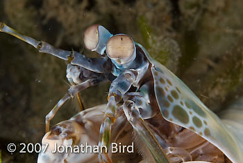  Mantis shrimp [Odontodactylus sp.]