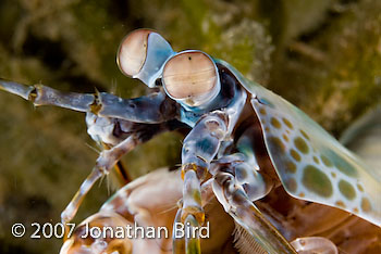  Mantis shrimp [Odontodactylus sp.]