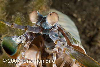  Mantis shrimp [Odontodactylus sp.]