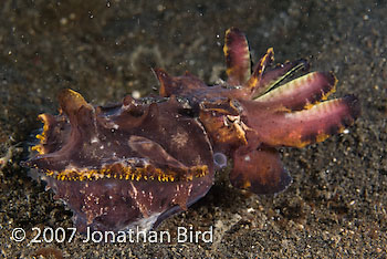 Flamboyant Cuttlefish [Metasepia pfefferi]