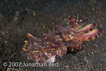 Flamboyant Cuttlefish [Metasepia pfefferi]