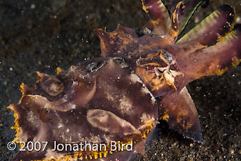 Flamboyant Cuttlefish [Metasepia pfefferi]