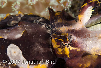 Flamboyant Cuttlefish [Metasepia pfefferi]