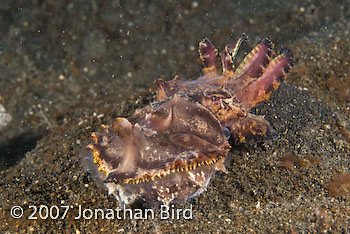 Flamboyant Cuttlefish [Metasepia pfefferi]