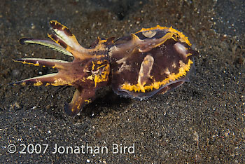 Flamboyant Cuttlefish [Metasepia pfefferi]