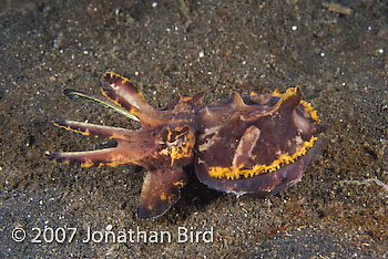 Flamboyant Cuttlefish [Metasepia pfefferi]