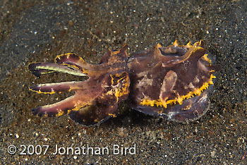 Flamboyant Cuttlefish [Metasepia pfefferi]