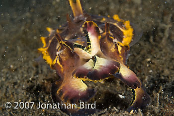 Flamboyant Cuttlefish [Metasepia pfefferi]