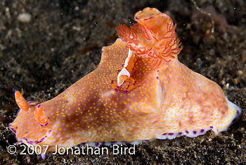 Imperial Shrimp [Periclimenes imperator]