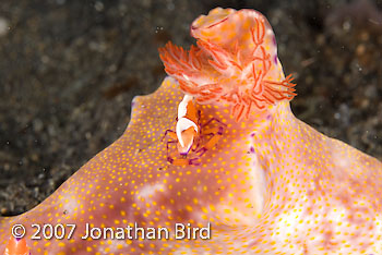 Imperial Shrimp [Periclimenes imperator]