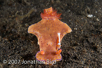 Imperial Shrimp [Periclimenes imperator]