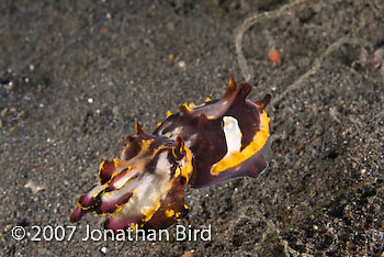 Flamboyant Cuttlefish [Metasepia pfefferi]