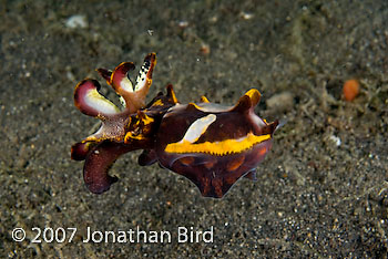 Flamboyant Cuttlefish [Metasepia pfefferi]