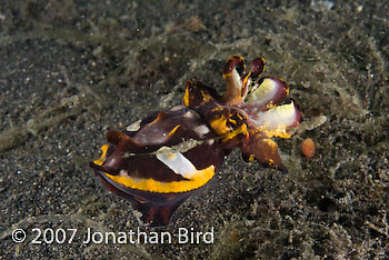 Flamboyant Cuttlefish [Metasepia pfefferi]