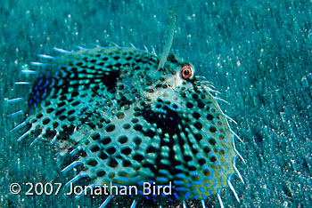 Helmut Gurnard Fish [Dactyloptena orientalis]