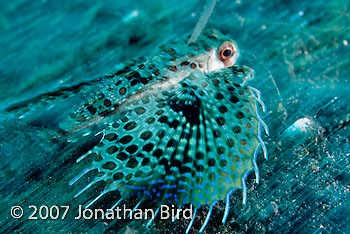 Helmut Gurnard Fish [Dactyloptena orientalis]