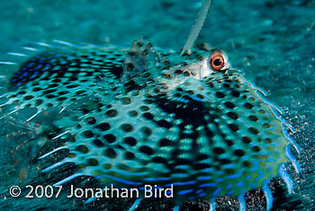 Helmut Gurnard Fish [Dactyloptena orientalis]