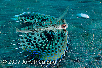 Helmut Gurnard Fish [Dactyloptena orientalis]