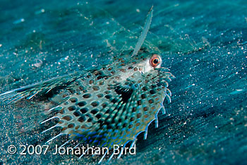 Helmut Gurnard Fish [Dactyloptena orientalis]