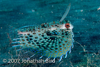 Helmut Gurnard Fish [Dactyloptena orientalis]