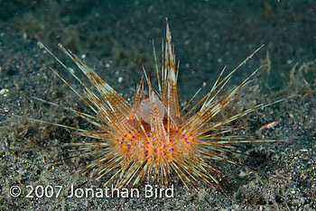  Sea urchin [--]