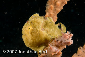 Painted Frogfish [Antennarius pictus]