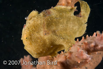 Painted Frogfish [Antennarius pictus]