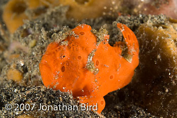 Painted Frogfish [Antennarius pictus]