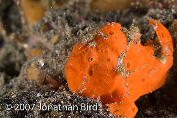 Painted Frogfish [Antennarius pictus]