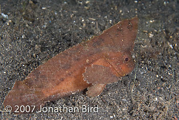 Cockatoo Waspfish [Ablabys taenianotus]