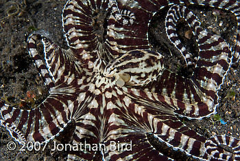 Mimic Octopus [Thaumoctopus mimicus]