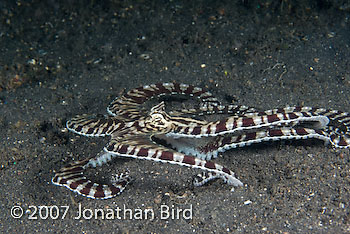 Mimic Octopus [Thaumoctopus mimicus]