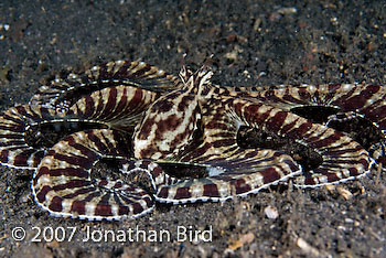 Mimic Octopus [Thaumoctopus mimicus]