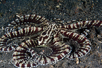 Mimic Octopus [Thaumoctopus mimicus]
