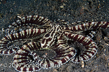 Mimic Octopus [Thaumoctopus mimicus]