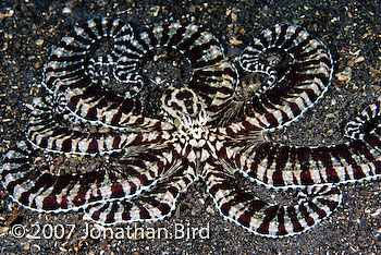 Mimic Octopus [Thaumoctopus mimicus]