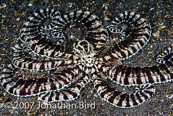 Mimic Octopus [Thaumoctopus mimicus]