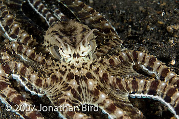 Mimic Octopus [Thaumoctopus mimicus]